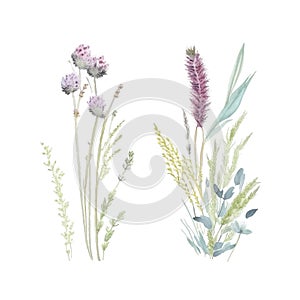 grass floral, Wildflowers, herbs painted in watercolor1