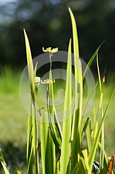 Césped flor 