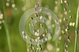 Grass flower