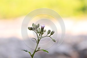 This is the grass flower