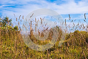 Grass flower