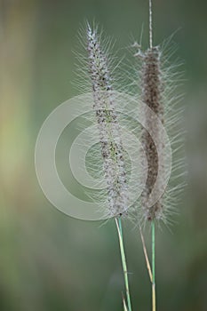 Grass flower