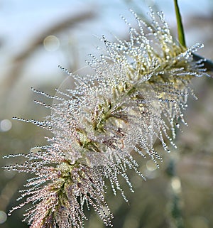 Grass flower