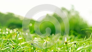 Grass flower abstract green background.