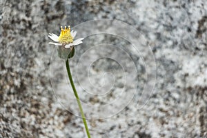 Grass flower against blur background. Selective focus.