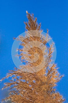 Grass flower against sky background dry grass Beautiful