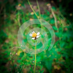 Grass flower alone