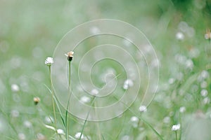 grass flower background