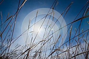 Grass flower background lens flare effected