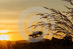 Grass flower with background in sunset.