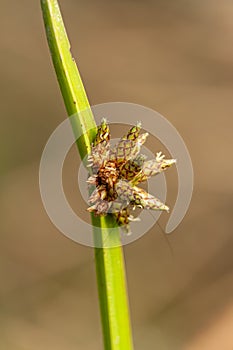 Grass Flower of Bangladesh