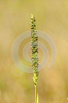 Grass Flower of Bangladesh