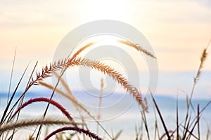 Grass flower on the beach