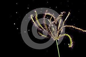 Grass flower blowing in the wind