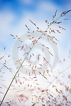 Grass flower with blue sky