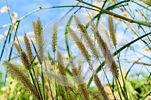 Grass flower with blue sky background