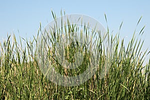 Grass flower blue sky background