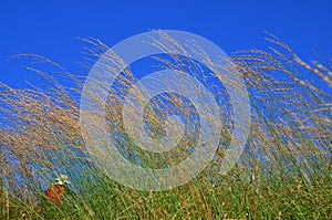 Grass flower with blue sky