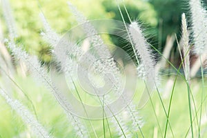 Grass flower blur bokeh green backgrounds vintage