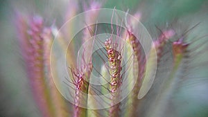 grass flower with blurbackground