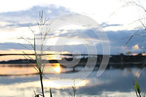 Grass  flower with blurred of sunset background.