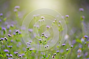 Grass flower with blurry background