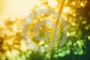 Grass flower with colorful bokeh  spring, autumn ,summer abstarct background