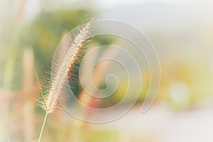 Grass flower with copy space.