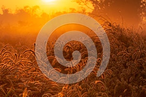 Grass flower with dew drop in the morning at sunrise with beautiful golden sunshine. Flower field in rural. Orange meadow