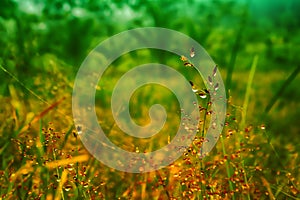 Grass flower with dew drops after rain ,spring nature wallpaper background