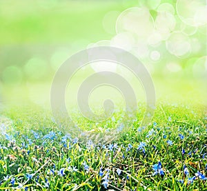 Grass and flower field