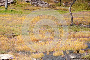 Grass flower field at Soisawan waterfall photo