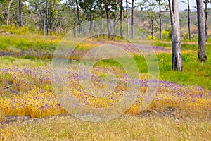 Grass flower field at Soisawan waterfall photo