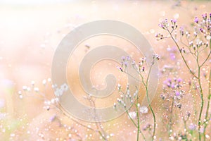 Grass flower field in spring background with sunlight soft pink tone