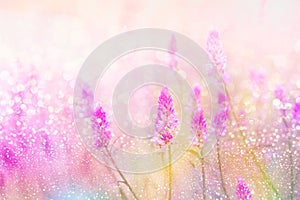 Grass flower field in spring background with sunlight soft romance