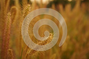 grass flower field on sunset soft blur nature spring background