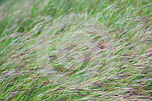 Grass, Flower grass field background morning Grass wind blew gently touched meadow close up scene, Dew drop green grass,