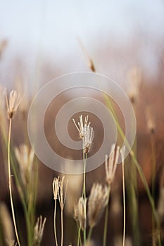 Grass flower in the grass field on brown background