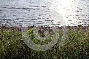 Grass flower, Grass and Surface water in lake or river landscape background sunlight morning day time and sunlight