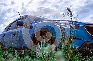 Grass flower with green leaves on blurred low angle view of blue SUV car. Luxury SUV car parked outside with white sky and clouds