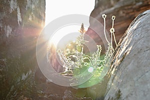 Grass flower growing on rock in ancient Buddhist temple Thailand