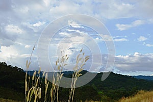 Grass flower on hill at Khao Lon mountain in Thailand