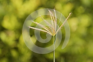 Grass flower with light bokeh backgrounds