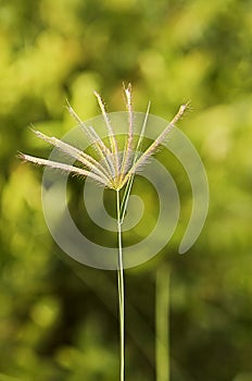 Grass flower with light bokeh vertical backgrounds