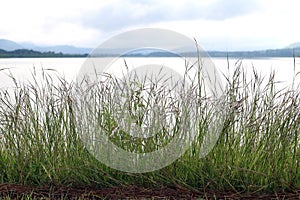 Grass flower morning bright at river, grass nature and lake surface water landscape view lake sunlight soft dam view Background