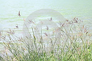 Grass flower morning bright at river, grass nature and lake surface water landscape view lake sunlight soft