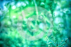 Grass flower in morning light  of  sunrise  with green light bokeh  filter efect