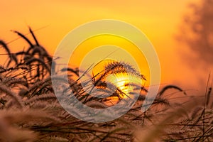 Grass flower in the morning at sunrise with golden sunshine. Flower field in rural. Orange meadow background. Wild meadow grass