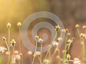 Grass flower in nature feild with soft orange color filter made feeling warm in the sunshine day.