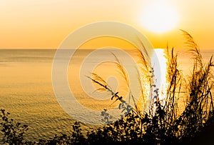 Grass flower with nature sunset Sunrise over ocean.